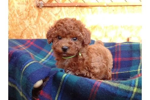 成約済の宮城県のトイプードル-121880の5枚目